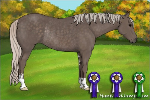 Horse Color: Silver Black Sabino Rabicano 