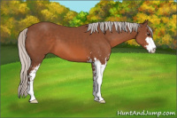 Horse Color:Silver Bay Sabino 