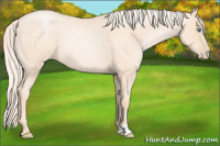 Horse Color:Gold Cream Champagne Roan Pearl 