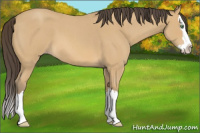 Horse Color:Amber Cream Champagne Roan Splash 