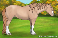 Horse Color:Gold Champagne 