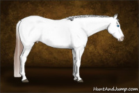 Horse Color:White Spotted Black Splash Tobiano Frame Appaloosa