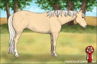 Horse Color:Palomino