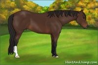 Horse Color:Gray Bay 