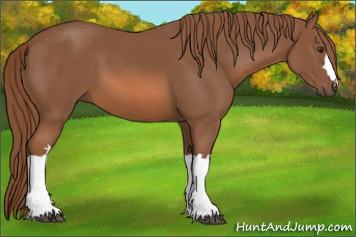 Horse Color: Chestnut 