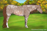Horse Color:Chestnut Ice Rabicano 
