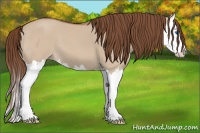 Horse Color:Red Dun Splash 