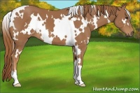 Horse Color:White Spotted Chestnut 