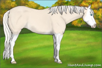 Horse Color:Cremello Splash