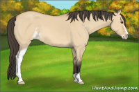 Horse Color:Buckskin Dun Sabino 