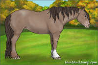 Horse Color:Classic Champagne 