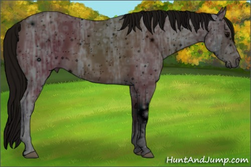 Horse Color: ERROR: UNKNOWN ANOMALY