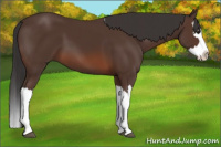 Horse Color:Brown Splash