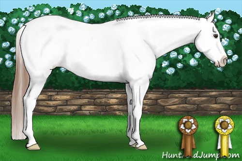 Horse Color: Chestnut Snowcap 