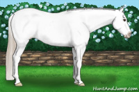 Horse Color:Chestnut Appaloosa 