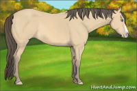 Horse Color:Unknown 