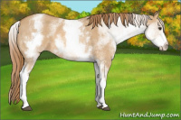 Horse Color:White Spotted Red Dun 