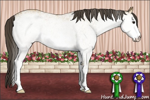 Horse Color: Unknown 