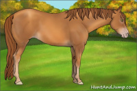 Horse Color:Gray Gold Champagne 