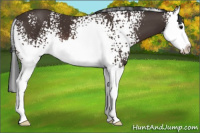 Horse Color:White Spotted Brown Splash 