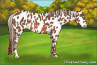 Horse Color:Chestnut Appaloosa 