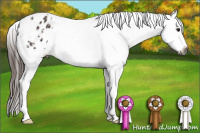 Horse Color:Gray White Spotted Bay Appaloosa