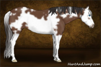 Horse Color:White Spotted Bay Splash Frame