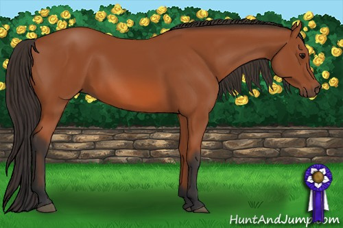 Horse Color: Bay 
