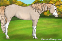 Horse Color:Red Dun Roan Splash 