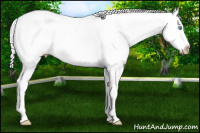 Horse Color:Perlino Splash Near Leopard 