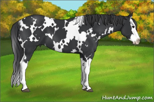 Horse Color: White Spotted Black Splash 