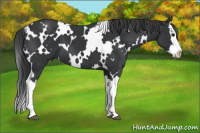 Horse Color:White Spotted Black Splash
