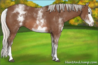 Horse Color:White Spotted Silver Bay Splash 