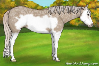 Horse Color:Silver Grullo Ice Splash Frame 