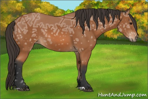 Horse Color: Bay Ice 