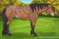Horse Color:Bay Ice 