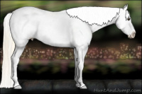 Horse Color:Palomino Ice Appaloosa