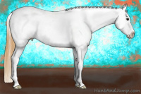 Horse Color:Buckskin Frame Appaloosa 