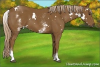 Horse Color:White Spotted Chocolate Palomino 