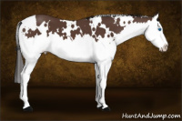 Horse Color:White Spotted Brown Splash