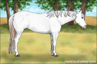 Horse Color:Bay Splash Tobiano Blanket 