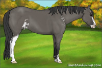 Horse Color:Grullo Sabino