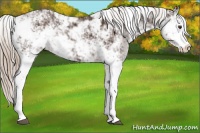 Horse Color:Liver Chestnut Sabino 