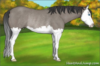 Horse Color:Grullo Roan Splash Rabicano