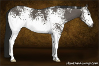 Horse Color:Gray White Spotted Smoky Grullo 