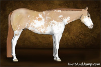 Horse Color:Red Dun Sabino 