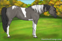 Horse Color:Grullo Roan Tobiano 