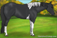 Horse Color:Black Tobiano 