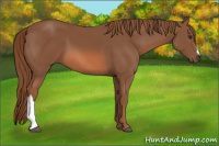 Horse Color:Liver Chestnut 
