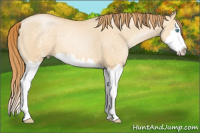 Horse Color:White Spotted Buckskin Pearl Dun Splash